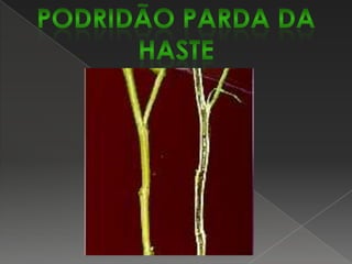 Doenças de final de ciclo: mancha parda e crestamento foliar e mancha púrpura da semente