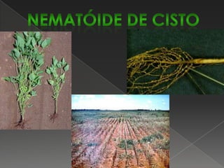 Seca da haste e da vagem ou  Phomopsis da semente