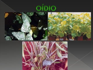 Controle:uso de sementes sadias, cultivares resistentes, pulverizações com fungicidas recomendados à cultura (Chlo-rothalonil, Benomyl, Tiofanato metílico, Mancozeb) e tratamento químico das sementes (Benomyl, Captan).Antracnose