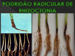 Em condições favoráveis, temperatura entre 20-27º C e alta umidade, intercalada por períodos de baixa precipitação e grande quantidade de orvalho, pode causar prejuízos de até 46%.