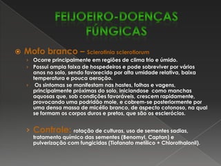 Os sintomas característicos da doença se manifestam nas folhas como pequenos pontos cloróticos, evoluindo para pústulas salientes de cor esbranquiçada ou amarelada, que aparecem preferencial-mente na face inferior das folhas. 