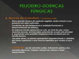 Controle:uso de cultivares resistentes, épocas adequadas de plantio e tratamento químico (Mancozeb, Oxycarboxin).FEIJOEIRO-DOENÇAS FÚNGICAS