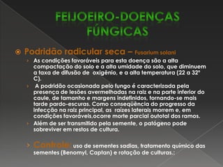 Mancha angular – IsariopsisgriseolaEste doença ocorre com maior intensidade na safra da seca.É favorecida por temperatura entre 18-25º C associada com  períodos de alta umidade.Ocorre com maior freqüência durante o estádio de  formação e maturação de vagens.Os sintomas desta doença podem ser observados no caule, folhas e vagens.Nas folhas verdadeiras, as lesões são angulares, delimitadas pelas nervuras de coloração pardo-acinzentada, visível na face inferior da folha.Nas hastes, as lesões podem ser alongadas e de cor castanho-escuro, sendo que nas vagens as lesões são quase circulares, de coloração castanho-avermelhado, com os bordos escuros. As vagens atacadas podem produzir sementes mal desenvolvidas ou totalmente enrugadas. A doença é transmitida pela semente.Controle:Rotação de culturas, época adequada de plantio, uso de sementes sadias e tratamento químico (Mancozeb, Maneb).FEIJOEIRO-DOENÇAS FÚNGICAS