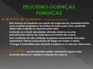Oídio – ErysiphepolygoniOcorre com maior intensidade em condições de seca e de temperaturas moderadas, podendo causar sérios danos à cultura se ocorrer antes da formação de vagens.  Os sintomas se manifestam nas folhas, hastes e vagens. Os primeiros sintomas são manchas verde-escuras na parte superior das folhas que logo tornam-se pulverulentas e brancas, podendo tomar toda a superfície foliar.As vagens afetadas também apresentam crescimento pulverulento e, dependendo da intensidade do ataque, pode causar deformações e queda de vagens.Controle:uso de cultivares resistentes, época adequada de plantio e tratamento químico (Chlorothalonil, Tiofanato metílico + Chlorothalonil).FEIJOEIRO-DOENÇAS FÚNGICAS