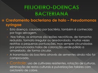 Mofo branco – SclerotiniasclerotiorumOcorre principalmente em regiões de clima frio e úmido.Possui ampla faixa de hospedeiros e pode sobreviver por vários anos no solo, sendo favorecido por alta umidade relativa, baixa temperatura e pouca aeração. Os sintomas se manifestam nas hastes, folhas e vagens, principalmente próximas do solo, iniciandose  como manchas aquosas que, sob condições favoráveis, crescem rapidamente, provocando uma podridão mole, e cobrem-se posteriormente por uma densa massa de micélio branco, de aspecto cotonoso, na qual se formam os corpos duros e pretos, que são os esclerócios.Controle:rotação de culturas, uso de sementes sadias, tratamento químico das sementes (Benomyl, Captan) e pulverização com fungicidas (Tiofanato metílico + Chlorothalonil).FEIJOEIRO-DOENÇAS FÚNGICAS