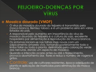 Podridão radicular seca – FusariumsolaniAs condições favoráveis para esta doença são a alta compactação do solo e a alta umidade do solo, que diminuem a taxa de difusão de  oxigênio, e a alta temperatura (22 a 32º C). A podridão ocasionada pelo fungo é caracterizada pela presença de lesões avermelhadas na raiz e na parte inferior do caule, de tamanho e margens indefinidos, tornando-se mais tarde pardo-escuras. Como conseqüência do progresso da infecção na raiz principal, as  raízes laterais morrem e, em condições favoráveis,ocorre morte parcial outotal dos ramos. Além de ser transmitido pela semente, o patógeno pode sobreviver em restos de cultura.Controle:uso de sementes sadias, tratamento químico das sementes (Benomyl, Captan) e rotação de culturas.:FEIJOEIRO-DOENÇAS FÚNGICAS