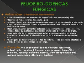 FEIJOEIRO-DOENÇAS FÚNGICASAntracnose – Colletotrichumlindemuthianum