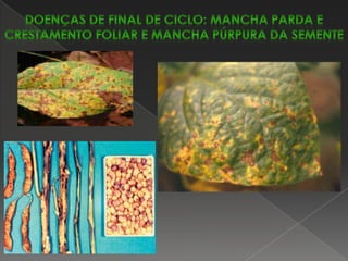  Mosaico comum (VMCF)O mosaico comum do feijoeiro é uma doença amplamente disseminada em todas as regiões produtoras desta leguminosa, e  as perdas na produção dependem da cultivar, da estirpe do vírus e da idade da planta no momento da infecção. Esta doença é transmitida pela semente e dentro da lavoura é disseminada por várias espécies de pulgões, principalmente a espécie Myzuspersicae. Os sintomas mais comuns são os em forma de mosaico, manifestando-se em cultivares infectadas um mosaico composto por áreas verde-claro intercaladas por áreas verdes normais e na maioria das vezes apresentando rugosidade e enrolamento das folhas. Estas folhas frequentemente são menores que as folhas sadias. Os folíolos das plantas infectadas podem apresentar-se com formato mais alongado que os das plantas normais. As plantas infectadas apresentam crescimento reduzido e às vezes atrofiamento com deformações nas vagens e botões florais.Controle: uso de cultivares resistentes, de sementes sadias e controle do inseto vetor através de aplicações de inseticidas fosforados.FEIJOEIRO-DOENÇAS por vírus