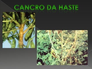 Mosaico dourado (VMDF)O vírus do mosaico dourado do feijoeiro é transmitido pela mosca branca, Bemisiatabaci, e é um problema sério em vários Estados do país.A responsável pelo aumento em importância do vírus do mosaico dourado do feijoeiro é a cultura da soja, excelente hospedeira par alimentação e reprodução da mosca branca.Os sintomas iniciam-se nas folhas mais novas com um salpicamento amarelo vivo, tomando posteriormente todo o limbo foliar ou toda a planta, delimitado pela coloração verde das nervuras, dando um aspecto de mosaico.Quando a infecção ocorre antes ou até o florescimento, provoca abortamento das  flores e reduz o número de vagens e grãos.Controle: uso de cultivares resistentes, época adequada de plantio e aplicação de inseticidas para eliminação da mosca branca.FEIJOEIRO-DOENÇAS por vírus