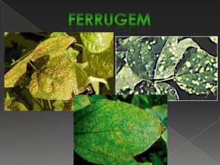 As folhas afetadas apresentam lesões que ocorrem inicialmente na face inferior da folha, caracterizando- se por um enegrecimento das nervuras que se estende aos tecidos adjacentes.