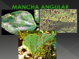 A semente infectada pode apresentar lesões levemente deprimidas, de cor marrom, bordos escuros, facilmente observadas nas sementes de tegumento claro.