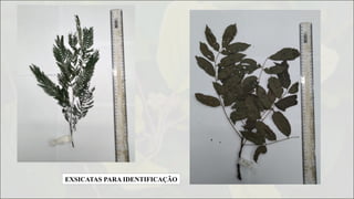 EXSICATAS PARA IDENTIFICAÇÃO
 