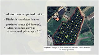 Figura 2. Croqui da área amostrada realizada com o Método
de Ponto-quadrante.
• Aleatorizado um ponto de início;
• Distância para determinar os
próximos pontos (30 árvores);
• Maior distância entre as
árvores, multiplicada por 2,2.
 