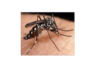 Slide dengue