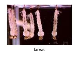 larvas
 