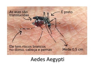 Aedes Aegypti
 