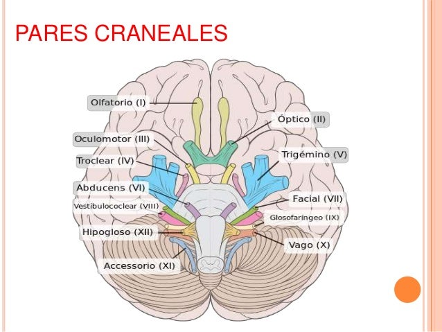 Los doce pares craneales y sus funciones pdf files