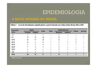 A RAIVA HUMANA NO BRASIL:
Wada et al, 2011
 