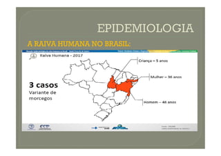 A RAIVA HUMANA NO BRASIL:
 