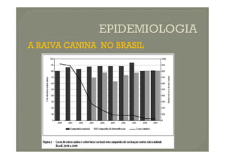 A RAIVA CANINA NO BRASIL
 