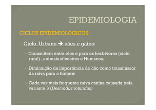CICLOS EPIDEMIOLÓGICOS:
 Ciclo Urbano  cães e gatos:
• Transmitem entre eles e para os herbívoros (ciclo
• Transmitem entre eles e para os herbívoros (ciclo
rural) , animais silvestres e Humanos.
• Diminuição da importância do cão como transmissor
da raiva para o homem
• Cada vez mais frequente raiva canina causada pela
variante 3 (Desmodus rotundus)
 