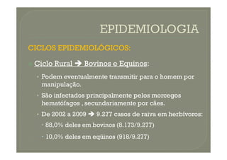 CICLOS EPIDEMIOLÓGICOS:
 Ciclo Rural  Bovinos e Equinos:
• Podem eventualmente transmitir para o homem por
• Podem eventualmente transmitir para o homem por
manipulação.
• São infectados principalmente pelos morcegos
hematófagos , secundariamente por cães.
• De 2002 a 2009  9.277 casos de raiva em herbívoros:
 88,0% deles em bovinos (8.173/9.277)
 10,0% deles em eqüinos (918/9.277)
 