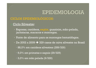 CICLOS EPIDEMIOLÓGICOS:
 Ciclo Silvestre:
• Raposas, canídeos, sagüis, guaxinim, mão-pelada,
jaritatacas, macacos e morcegos.
• Fonte de alimento para os morcegos hematófagos.
• De 2002 a 2009  329 casos de raiva silvestre no Brasil
 88,0% em canídeos silvestres (289/329)
 9,0% em primatas e saguis (29/329)
 3,0% em mão pelada (9/329)
 