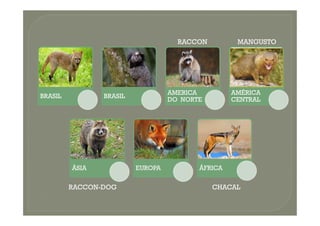 BRASIL BRASIL
AMERICA
DO NORTE
AMÉRICA
CENTRAL
RACCON MANGUSTO
ÁSIA EUROPA ÁFRICA
RACCON-DOG CHACAL
 
