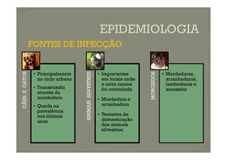 FONTES DE INFECÇÃO
FONTES DE INFECÇÃO
CÃES
E
GATOS
• Principalmente
no ciclo urbano
ANIMAIS
SILVESTRES
• Importantes
em locais onde
MORGEGOS
• Mordeduras,
arranhaduras,
CÃES
E
GATOS
no ciclo urbano
• Transmissão
através da
mordedura
• Queda na
prevalência
nos últimos
anos
ANIMAIS
SILVESTRES
em locais onde
a raiva canina
foi controlada
• Mordedura e
arranhadura
• Tentativa de
domesticação
dos animais
silvestres;
MORGEGOS
arranhaduras,
lambeduras e
aerossóis
 