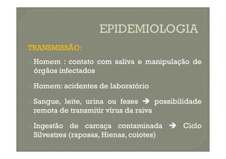 TRANSMISSÃO:
TRANSMISSÃO:

 Homem
Homem :
: contato
contato com
com saliva
saliva e
e manipulação
manipulação de
de
órgãos
órgãos infectados
infectados

 Homem
Homem:
: acidentes
acidentes de
de laboratório
laboratório

 Sangue,
Sangue, leite,
leite, urina
urina ou
ou fezes
fezes 
 possibilidade
possibilidade
remota
remota de
de transmitir
transmitir vírus
vírus da
da raiva
raiva

 Ingestão
Ingestão de
de carcaça
carcaça contaminada
contaminada 
 Ciclo
Ciclo
Silvestres
Silvestres (raposas,
(raposas, Hienas,
Hienas, coiotes)
coiotes)
 