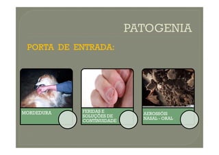 PORTA DE ENTRADA:
PORTA DE ENTRADA:
MORDEDURA FERIDAS E
SOLUÇÕES DE
CONTINUIDADE
AEROSSÓIS
NASAL - ORAL
 