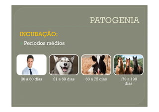 INCUBAÇÃO:
INCUBAÇÃO:

 Períodos médios
Períodos médios
30 a 60 dias 21 a 60 dias 60 a 75 dias 179 a 190
dias
 