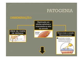 DISSEMINAÇÃO:
DISSEMINAÇÃO:
Replicação em
Replicação em
células epiteliais e
células epiteliais e
musculares no sítio
musculares no sítio
de entrada
de entrada
VÍRUS NA PORTA
DE ENTRADA Vírus cruza a junção
Neuromuscular
 