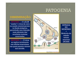 DISSEMINAÇÃO:
DISSEMINAÇÃO:
HIPÓTESE 1 – O nAchR
“auxilia” o vírus da raiva
na junção neuromuscular
ou fenda sináptica,
ENTRADA
NO
NEURÔNIO
ou fenda sináptica,
permitindo uma infecção
mais eficiente dos
neurônios motores
conectados.
HIPÓTESE 2 - O virus
se replica incialmente
nas células musculares,
nas quais penetra atraves
dos nAchRs.
NEURÔNIO
↓
Molécula de
adesão
celular
neuronal
(NCAM)
 