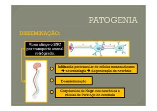 DISSEMINAÇÃO:
DISSEMINAÇÃO:
Virus atinge o SNC
por transporte axonal
retrógrado.
I
Infiltração perivascular de células mononucleares
nfiltração perivascular de células mononucleares

 neuronofagia
neuronofagia 
 degeneração do neurônio
degeneração do neurônio
Desmielinização
Desmielinização
Corpúsculos de Negri nos neurônios e
Corpúsculos de Negri nos neurônios e
células de Purkinge do cerebelo
células de Purkinge do cerebelo
 