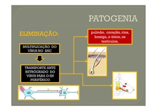 ELIMINAÇÃO:
ELIMINAÇÃO: pulmão, coração,rins,
bexiga, o útero, os
testículos,
MULTIPLICAÇÃO DO
VÍRUS NO SNC
TRANSPORTE ANTE
RETRÓGRADO DO
VIRUS PARA O SN
PERIFÉRICO
 