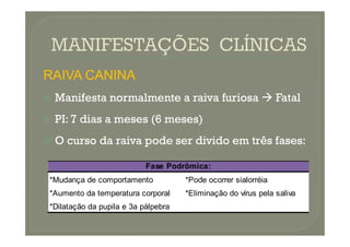 RAIVA
RAIVA CANINA
CANINA

 Manifesta
Manifesta normalmente
normalmente a
a raiva
raiva furiosa
furiosa 
 Fatal
Fatal

 PI
PI:
: 7
7 dias
dias a
a meses
meses (
(6
6 meses)
meses)

 PI
PI:
: 7
7 dias
dias a
a meses
meses (
(6
6 meses)
meses)

 O
O curso
curso da
da raiva
raiva pode
pode ser
ser divido
divido em
em três
três fases
fases:
:
*Mudança de comportamento *Pode ocorrer sialorréia
*Aumento da temperatura corporal *Eliminação do vírus pela saliva
*Dilatação da pupila e 3a pálpebra
Fase Podrômica:
 