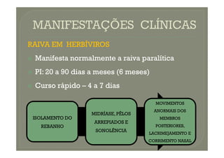 RAIVA EM HERBÍVIROS
RAIVA EM HERBÍVIROS

 Manifesta
Manifesta normalmente
normalmente a
a raiva
raiva paralítica
paralítica

 PI
PI:
: 20
20 a
a 90
90 dias
dias a
a meses
meses (
(6
6 meses)
meses)

 Curso
Curso rápido
rápido –
– 4
4 a
a 7
7 dias
dias
ISOLAMENTO DO
REBANHO
MIDRÍASE, PÊLOS
ARREPIADOS E
SONOLÊNCIA
MOVIMENTOS
ANORMAIS DOS
MEMBROS
POSTERIORES,
LACRIMEJAMENTO E
CORRIMENTO NASAL
 