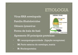 
 Vírus
Vírus RNA
RNA envelopado
envelopado

 Família
Família Rhabdoviridae
Rhabdoviridae

 Gênero
Gênero Lyssavirus
Lyssavirus

 Forma
Forma de
de bala
bala de
de fusil
fusil

 Apresenta
Apresenta 05
05 principais
principais proteínas
proteínas:
:
•
• G
G:
: neuropatogenicidade
neuropatogenicidade (ligação
(ligação receptores)
receptores)
•
• M
M:
: Parte
Parte externa
externa do
do envelope,
envelope, matriz
matriz
•
• N
N:
: Nucleoproteína
Nucleoproteína
 