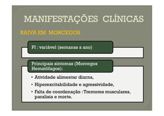 MANIFESTAÇÕES CLÍNICAS
MANIFESTAÇÕES CLÍNICAS
RAIVA EM MORCEGOS
RAIVA EM MORCEGOS
PI : variável (semanas a ano)
PI : variável (semanas a ano)
•
• Atividade alimentar diurna,
Atividade alimentar diurna,
•
• Hiperexcitabilidade
Hiperexcitabilidade e agressividade,
e agressividade,
•
• Falta de coordenação :Tremores musculares,
Falta de coordenação :Tremores musculares,
paralisia e morte.
paralisia e morte.
Principais sintomas (Morcegos
Principais sintomas (Morcegos
Hematófagos):
Hematófagos):
 
