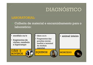 LABORATORIAL
LABORATORIAL:
:

 Colheita
Colheita de
de material
material e
e encaminhamento
encaminhamento para
para o
o
laboratório
laboratório:
:
• encéfalo ou/e
• fragmentos de
córtex, cerebelo
e hipocampo
CÃES E
BOVINOS
• Idem ou/e
• Fragmentos das
porções inicial,
medial e terminal
da medula
espinhal.
EQUINOS
• animal inteiro
MORCEGO
 