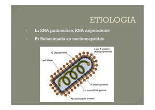 •
• L
L:
: RNA
RNA polimerase,
polimerase, RNA
RNA dependente
dependente
•
• P
P:
: Relacionada
Relacionada ao
ao nucleocapsídeo
nucleocapsídeo
 
