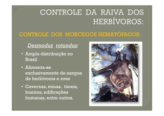 CONTROLE DOS MORCEGOS HEMATÓFAGOS:
CONTROLE DOS MORCEGOS HEMATÓFAGOS:
Desmodus
Desmodus rotundus
rotundus:
:
•
• Ampla distribuição no
Ampla distribuição no
Brasil
Brasil
Brasil
Brasil
•
• Alimenta
Alimenta-
-se
se
exclusivamente de sangue
exclusivamente de sangue
de herbívoros e aves
de herbívoros e aves
•
• Cavernas, minas, túneis,
Cavernas, minas, túneis,
bueiros, edificações
bueiros, edificações
humanas, entre outros.
humanas, entre outros.
 