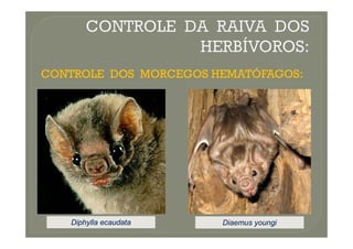 CONTROLE DOS MORCEGOS HEMATÓFAGOS:
CONTROLE DOS MORCEGOS HEMATÓFAGOS:
Diphylla
Diphylla ecaudata
ecaudata Diaemus
Diaemus youngi
youngi
 