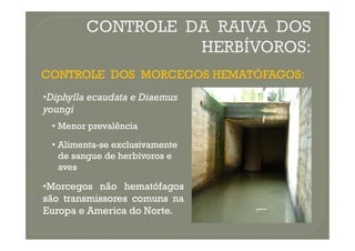 CONTROLE DOS MORCEGOS HEMATÓFAGOS:
CONTROLE DOS MORCEGOS HEMATÓFAGOS:
•
•Diphylla ecaudata e Diaemus
Diphylla ecaudata e Diaemus
youngi
youngi
•
• Menor prevalência
Menor prevalência
•
• Menor prevalência
Menor prevalência
•
• Alimenta
Alimenta-
-se exclusivamente
se exclusivamente
de sangue de herbívoros e
de sangue de herbívoros e
aves
aves
•
•Morcegos
Morcegos não
não hematófagos
hematófagos
são
são transmissores
transmissores comuns
comuns na
na
Europa
Europa e
e America
America do
do Norte
Norte.
.
 
