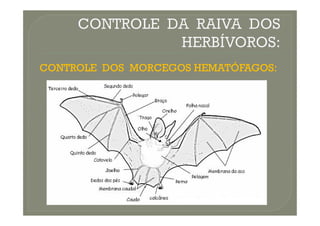 CONTROLE DOS MORCEGOS HEMATÓFAGOS:
CONTROLE DOS MORCEGOS HEMATÓFAGOS:
 