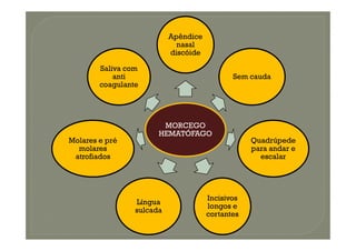 MORCEGO
Apêndice
nasal
discóide
Sem cauda
Saliva com
anti
coagulante
MORCEGO
HEMATÓFAGO
Quadrúpede
para andar e
escalar
Incisivos
longos e
cortantes
Língua
sulcada
Molares e pré
molares
atrofiados
 