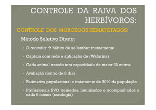 CONTROLE
CONTROLE DOS
DOS MORCEGOS
MORCEGOS HEMATÓFAGOS
HEMATÓFAGOS:
:

 Método
Método Seletivo
Seletivo Direto
Direto:
:
•
• D
D.
.rotundus
rotundus 
 hábito
hábito de
de se
se lamber
lamber mutuamente
mutuamente
•
• Captura
Captura com
com rede
rede e
e aplicação
aplicação de
de (
(Wafarina
Wafarina)
)
•
• Captura
Captura com
com rede
rede e
e aplicação
aplicação de
de (
(Wafarina
Wafarina)
)
•
• Cada
Cada animal
animal tratado
tratado tem
tem capacidade
capacidade de
de matar
matar 20
20 outros
outros
•
• Avaliação
Avaliação dentro
dentro de
de 8
8 dias
dias
•
• Estimativa
Estimativa populacional
populacional e
e tratamento
tratamento de
de 20
20%
% da
da população
população
•
• Profissionais
Profissionais SVO
SVO treinados,
treinados, imunizados
imunizados e
e acompanhados
acompanhados a
a
cada
cada 6
6 meses
meses (sorologia)
(sorologia)
 