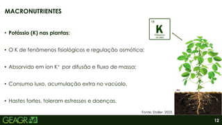 12
• Potássio (K) nas plantas:
• O K de fenômenos fisiológicos e regulação osmótica;
• Absorvido em íon K+ por difusão e fluxo de massa;
• Consumo luxo, acumulação extra no vacúolo.
• Hastes fortes, toleram estresses e doenças.
MACRONUTRIENTES
Fonte: Stoller, 2023.
 