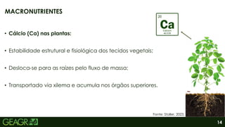 14
• Cálcio (Ca) nas plantas:
• Estabilidade estrutural e fisiológica dos tecidos vegetais;
• Desloca-se para as raízes pelo fluxo de massa;
• Transportado via xilema e acumula nos órgãos superiores.
MACRONUTRIENTES
Fonte: Stoller, 2023.
 